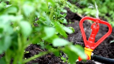 Bahçedeki çiçekler