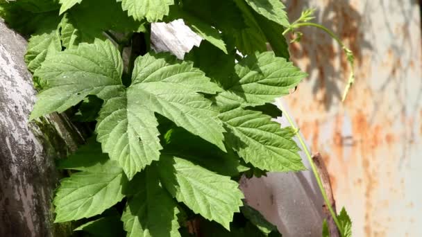 Belles fleurs dans le jardin d'été — Video