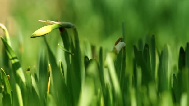 Schöne Blumen im Sommergarten — Stockvideo