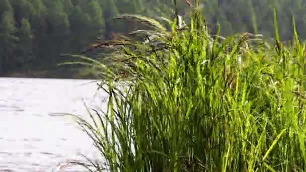 Eau et Sedge — Video