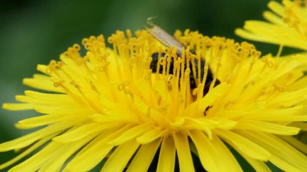 蜂は、タンポポの花の蜜を収集します。 — ストック動画