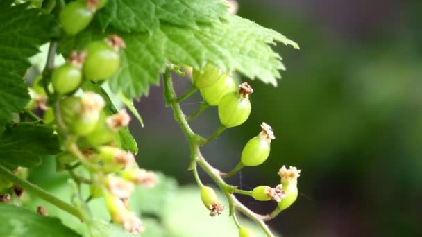 Bessen in de tuin — Stockvideo