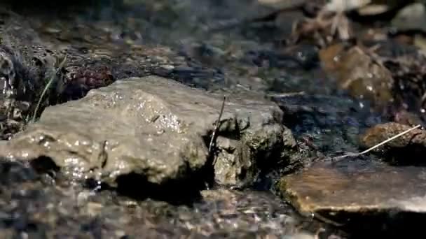 Potok v lese — Stock video