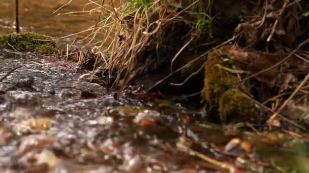 Le ruisseau dans la forêt — Video