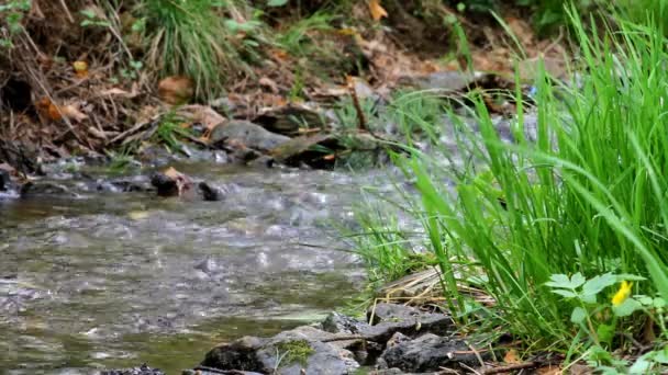 El arroyo en el bosque — Vídeos de Stock