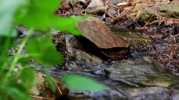 Bäcken i skogen — Stockvideo