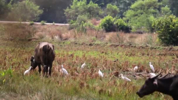 Bull en el Parque — Vídeo de stock