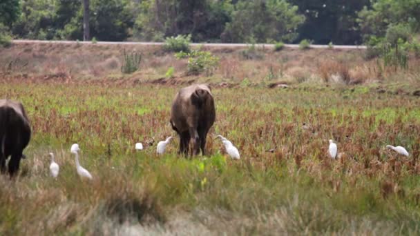 Taureau dans le parc 