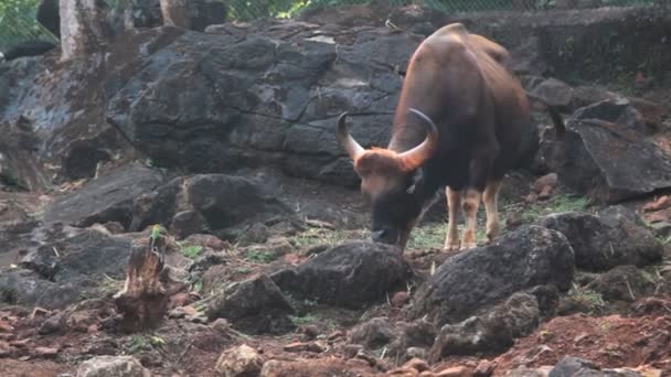 Bull en el Parque — Vídeos de Stock