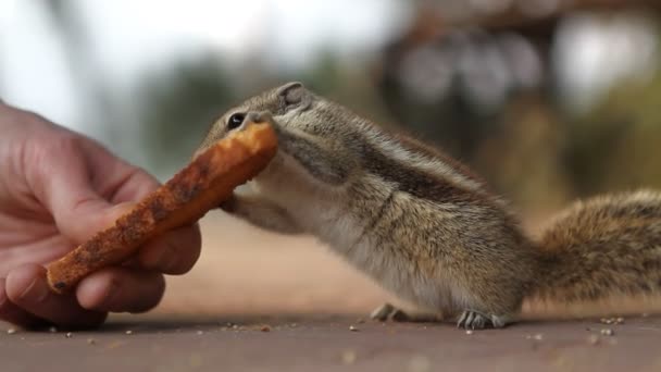 Sibirisches Streifenhörnchen, Euamias sibiricus, — Stockvideo