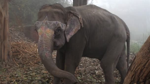 O elefante indiano — Vídeo de Stock