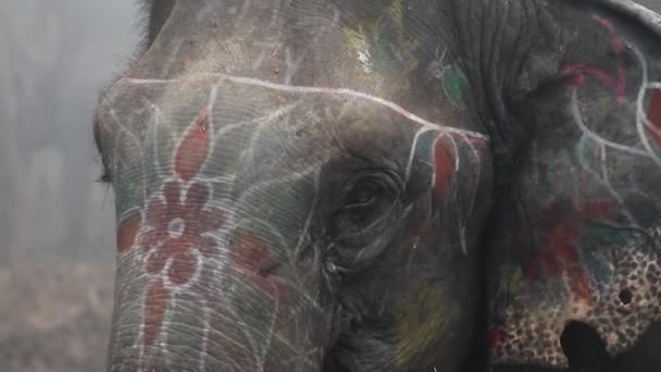 El elefante indio — Vídeos de Stock