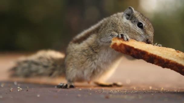 Siberian chipmunk, Euamias sibiricus, — Stock Video