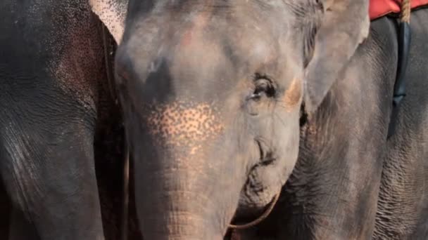 Індійський слон — стокове відео