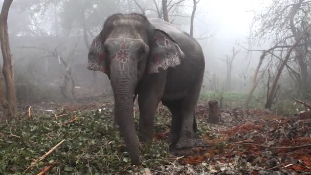 Der indische Elefant — Stockvideo