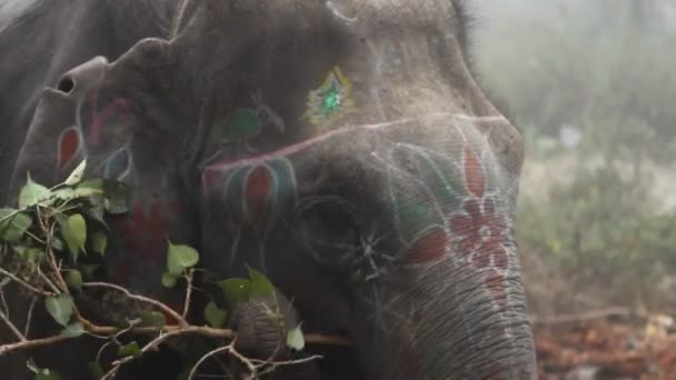 Den indiska elefanten — Stockvideo