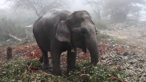 Индийский слон — стоковое видео