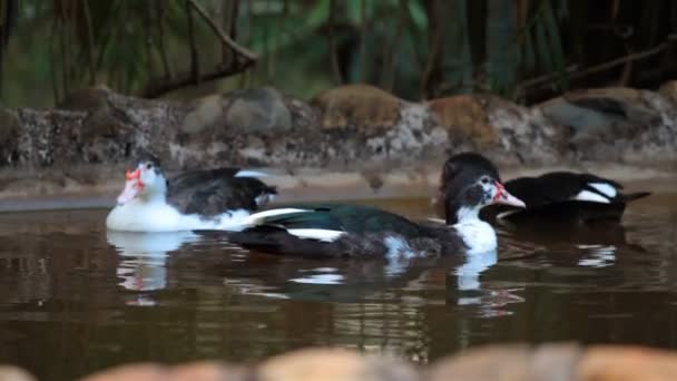 Ente im Herbstteich — Stockvideo