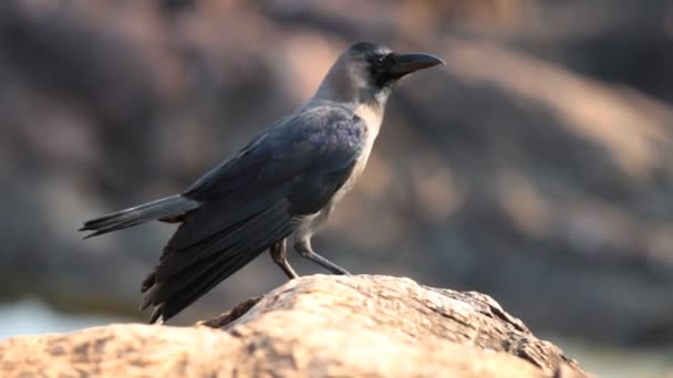 Ворона сидит на скале — стоковое видео