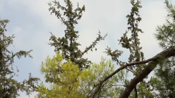 Las iglasty — Wideo stockowe