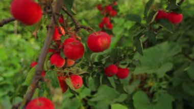 dal yeşil bir bahçe içinde elma ağaçlarının kırmızı elmalar