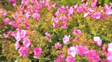 Bahçede büyüyen çiçekler