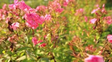 Bahçede büyüyen çiçekler