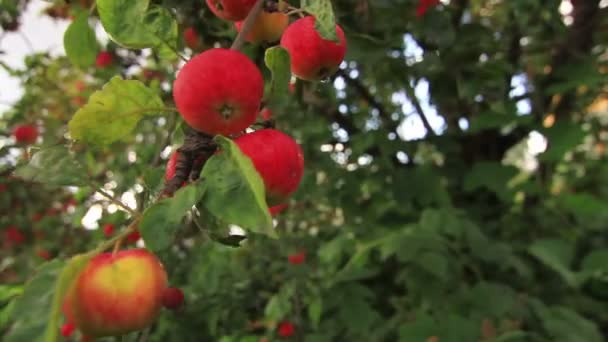 Röda äpplen på en gren av äppelträd i den gröna trädgården — Stockvideo