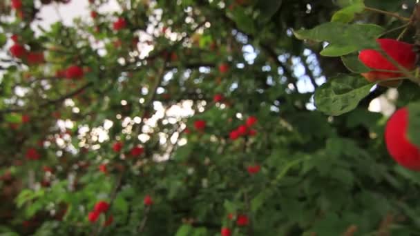 Красные яблоки на ветке яблони в зеленом саду — стоковое видео