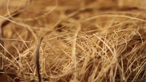 herbe sèche gros plan