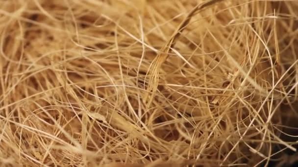 Suchá tráva zavřít — Stock video