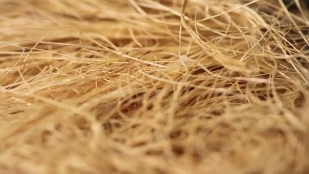 Dry grass close up — Stock Video