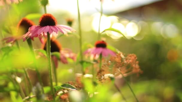 Marguerites violettes poussant dans le jardin — Video