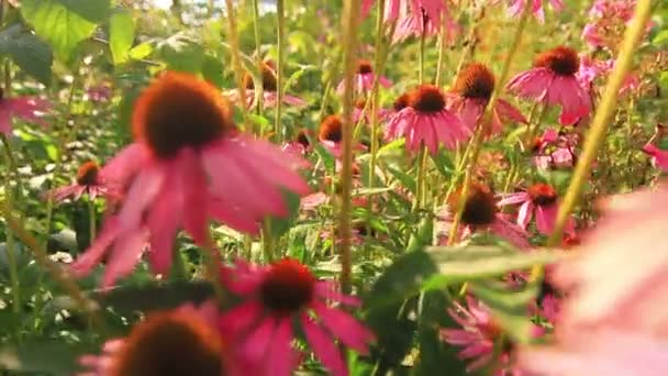 Margaritas púrpuras creciendo en el jardín — Vídeos de Stock