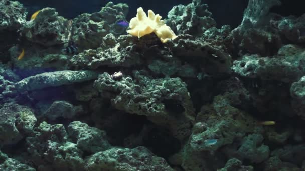 Artificial Aquarium reef — Stock Video