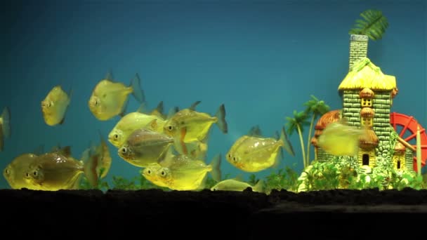 Colorful aquarium fish — Stock Video