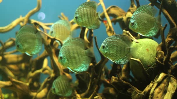 Akváriumi halak úszó egy fa gyökerei közül — Stock videók