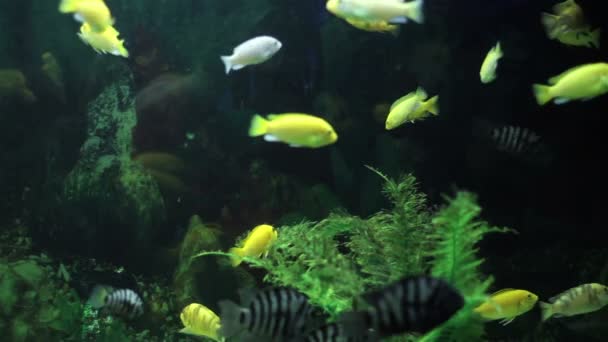 Цветные аквариумные рыбы — стоковое видео