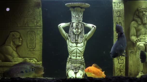 Aquarienfische und Zierstatuen — Stockvideo