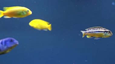 Zengin sualtı dünyası ve sakinleri