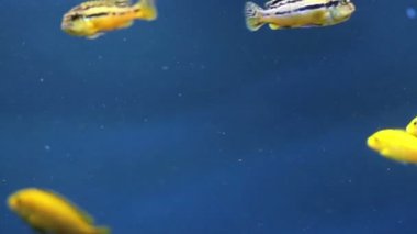 Zengin sualtı dünyası ve sakinleri