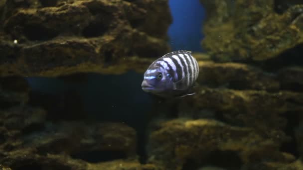 Poissons rayés du récif artificiel sous-marin — Video