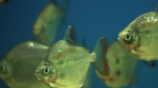 Onderwaterstad en aquariumvissen — Stockvideo