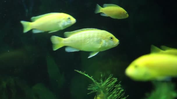 En flock gula fiskar Akvarium — Stockvideo