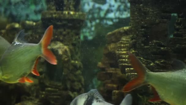 Aquarienfische schwimmen durch die versunkene Stadt — Stockvideo