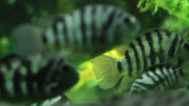 Striped fish floating in algae — Stock Video