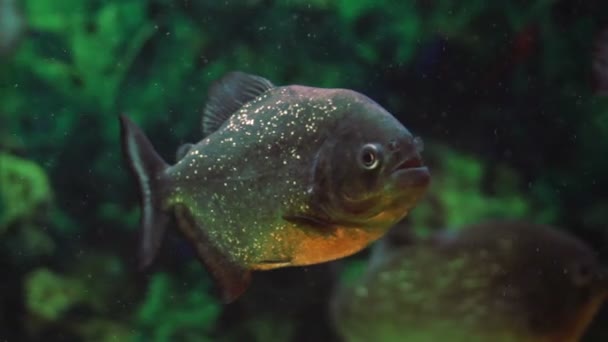 Piranhas im Aquarium — Stockvideo