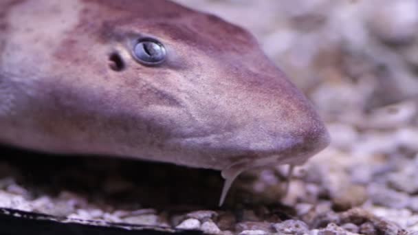 Los dos peces Acuario — Vídeos de Stock