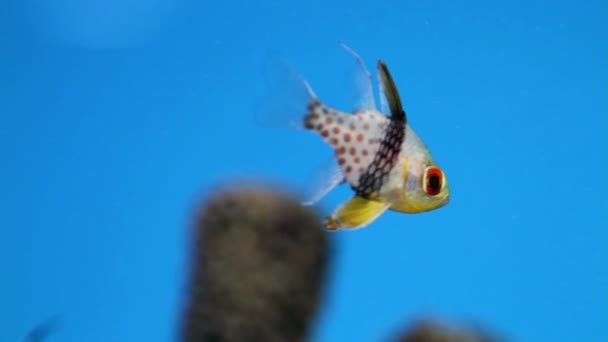 Aquarienfische aus nächster Nähe — Stockvideo