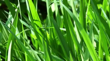 Taze yeşil çimenler